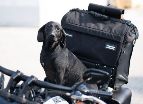 Motorcycle dog carrier for larger breed of dog - safe transport of pets on  a bike - DeemeeD