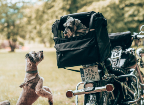 DEEMEED PET BAG - One of the best large motorcycle dog carrier for