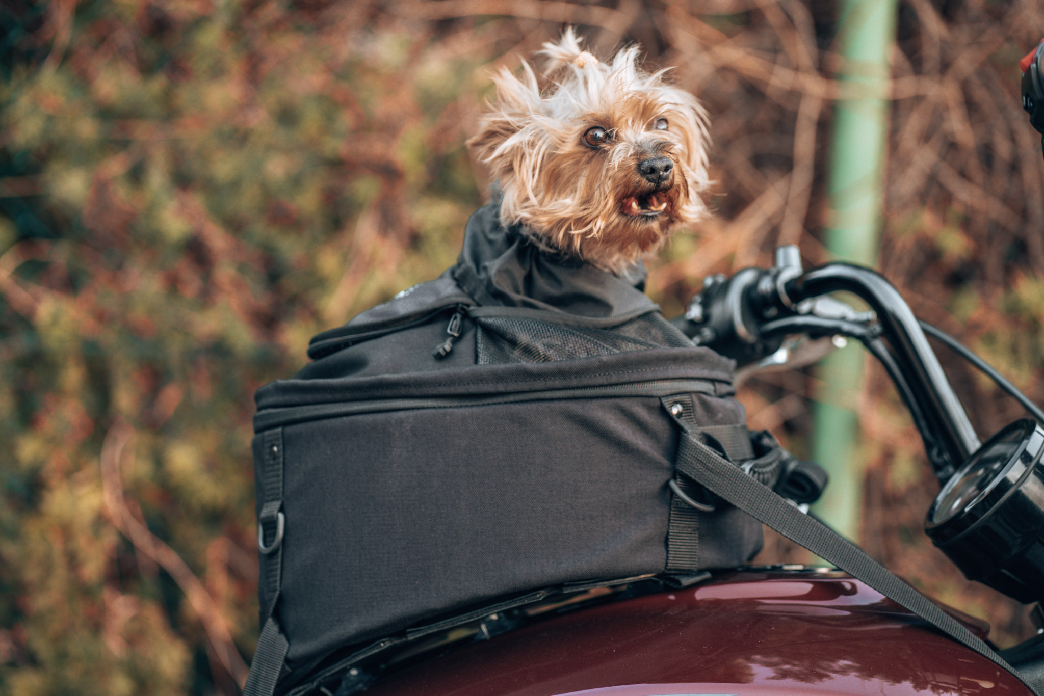 DeemeeD EXPEDITION HYBRID DOG CARRIER bag on front tank - driving motocycle with a dog on the front, 