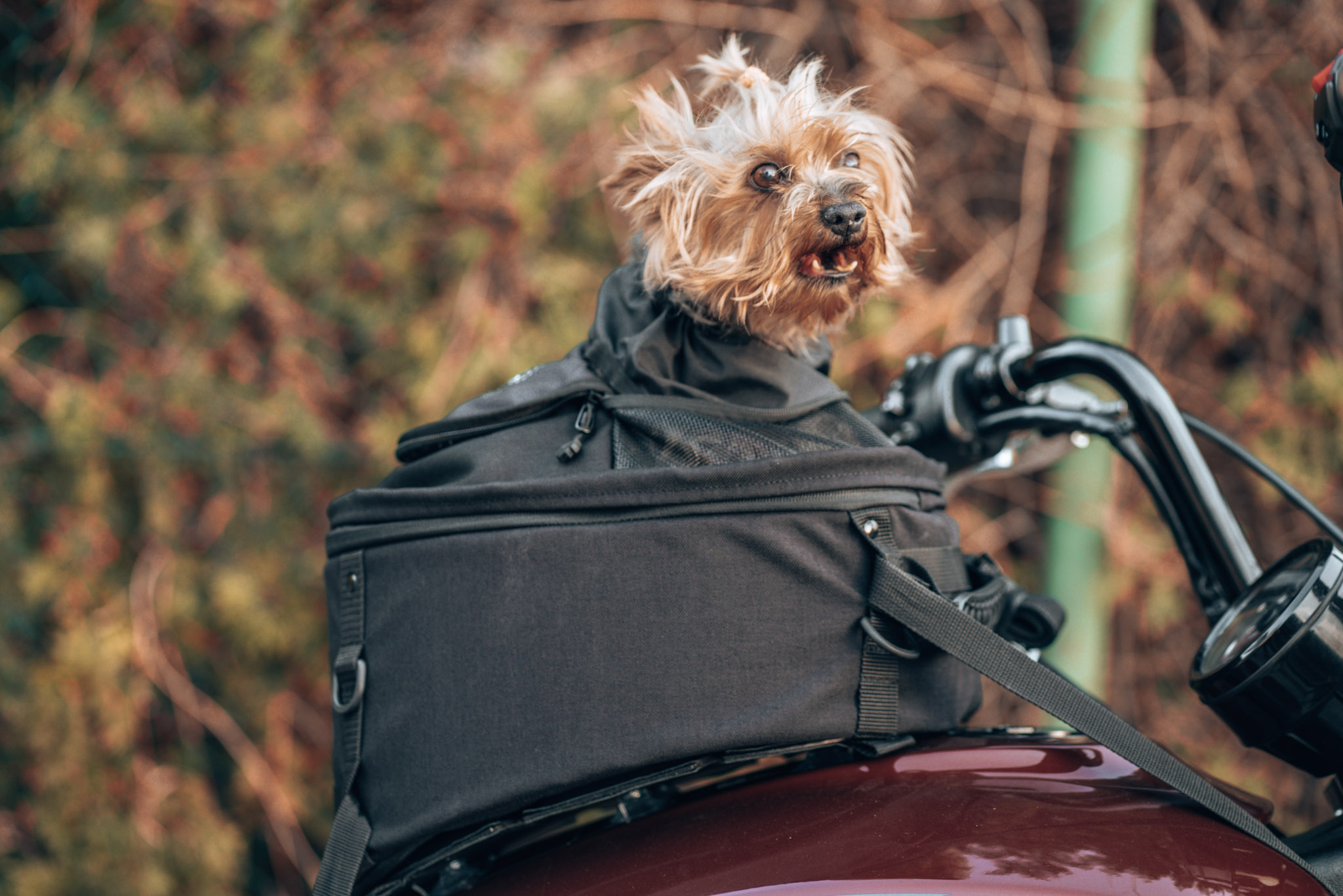 DEEMEED PET BAG - One of the best large motorcycle dog carrier for