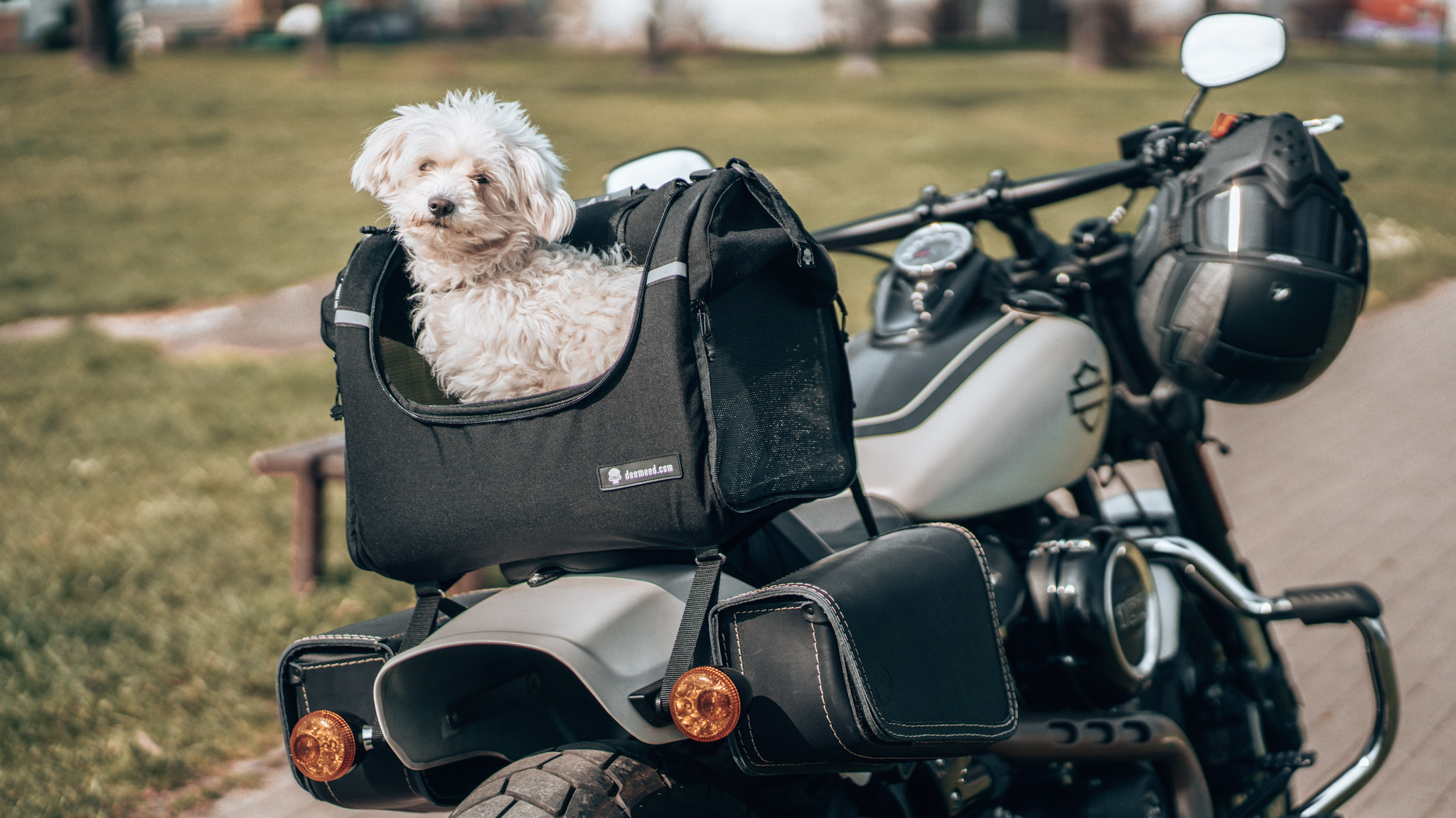 Carry dog shop on motorcycle